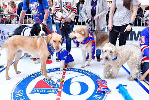 NEW YORK, NY – APRIL 13: Dogs attend MSG Network’s Pup Playoffs contest at Madison Square Garden on April 13, 2017 in New York City to highlight the New York Rangers post-season run. (Photo by James Devaney/WireImage)