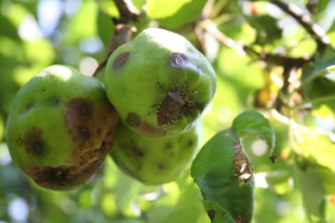 Brown marmorated stink bug feeding on an apple