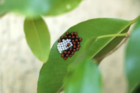 Brown marmorated stink bug eggs hatching on a leaf.