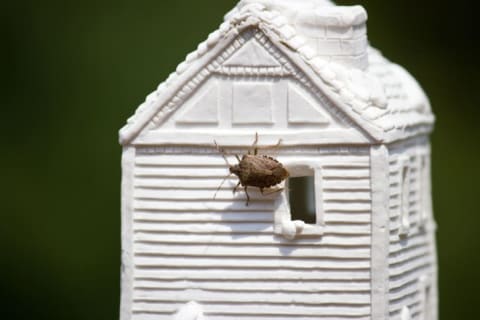 A stink bug on a model of white house