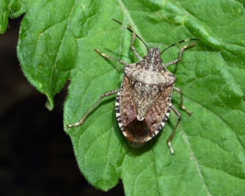 Brown marmorated stink bug on a plant.