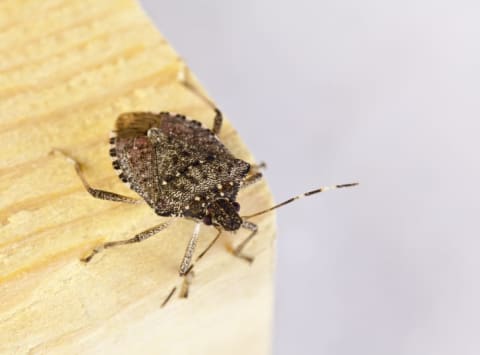 A stink bug on a piece of wood.