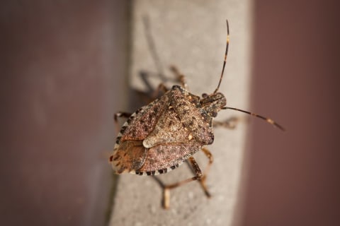 A stink bug