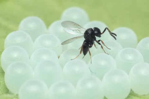 A samurai wasp lays an egg in a brown marmorated stink bug egg