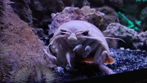 A giant isopod at Loveland Living Planet Aquarium in Draper, Utah.