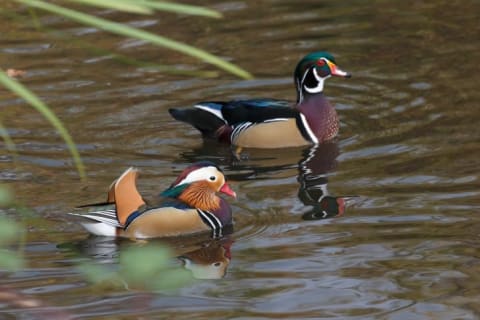 A male mandarin duck and a male American wood duck.