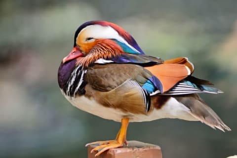 A male mandarin duck sleeping.