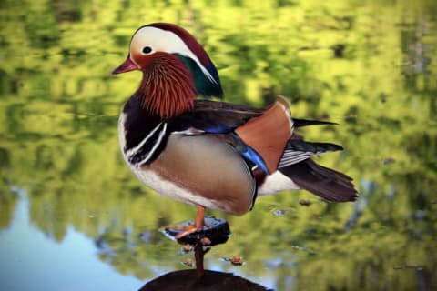 A male mandarin duck standing on a rock in a pond.