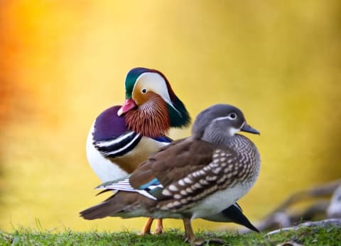 A male and a female mandarin duck sitting on a rock.