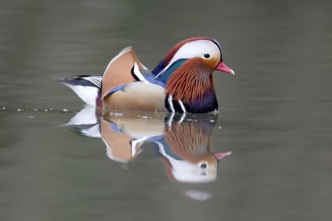 A mandarin duck swimming.