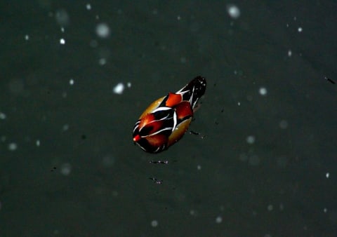 A male mandarin duck from above.