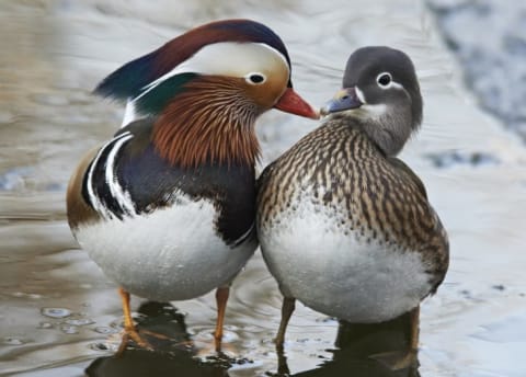 A male and female mandarin duck touching beaks.