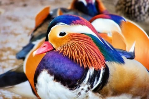 A close-up image of a brightly colored mandarin duck.