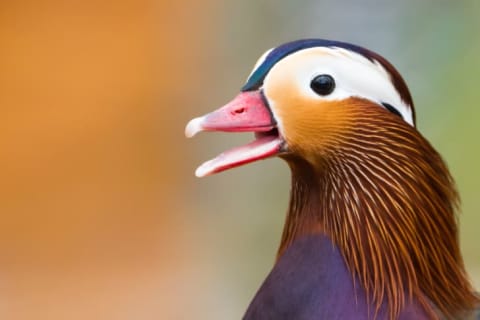 A male mandarin duck with its beak open.