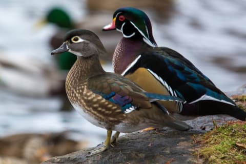 A female and a male American Wood Duck standing on a rock.