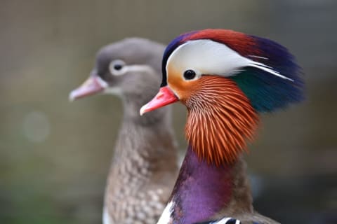 An image of a female and a male mandarin duck.