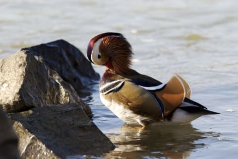 A male mandarin duck cleaning its feathers.