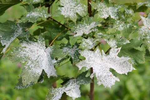 Powdery mildew on maple leaves