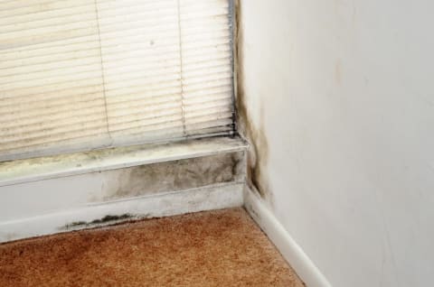 Mold growing in a Nashville home following a flood