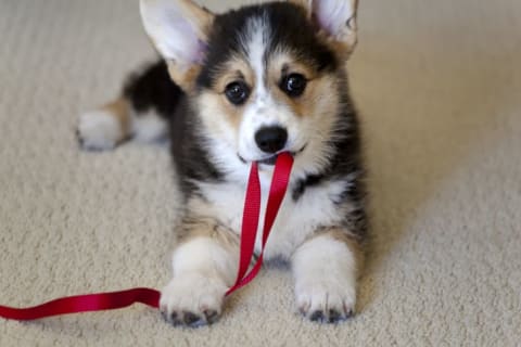 A puppy with a leash in its mouth.