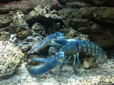 A blue lobster in an aquarium.