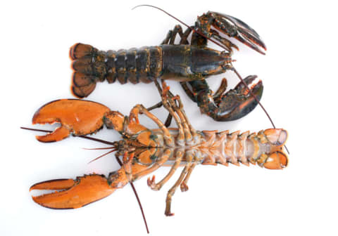 Lobsters have fin-like structures called swimmerets on the undersides of their tails. You can also use the swimmerets to determine the sex of a lobster: If the top pair of swimmerets is rigid, the lobster is male. If they're soft and feathery-looking, the lobsters is a female.