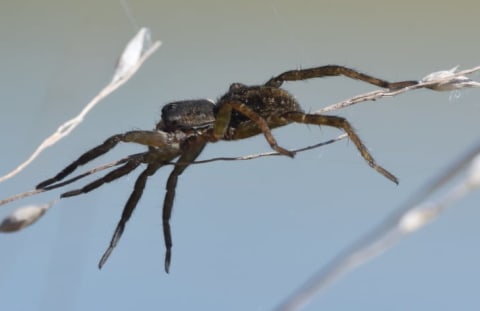 A ballooning spider near B.K. Leach Memorial Conservation Area in Missouri