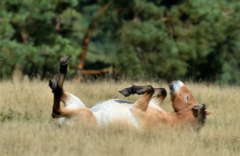 A Przewalski horse in Eastern Germany.