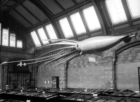 A model of a giant squid on display at the Natural History Museum in London in 1907