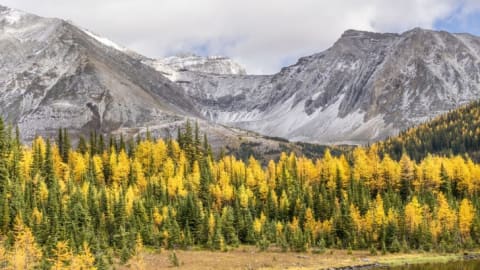 Fall brings a rush of gold to the Canadian Rockies.