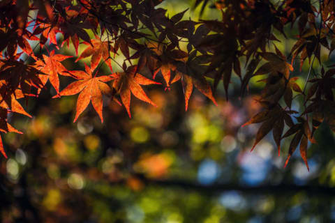 Fall foliage in Jirisan.