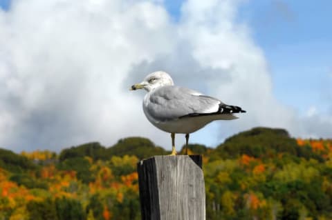 Getting a birds-eye view of the fall foliage.