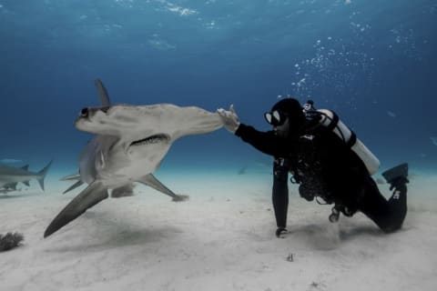 Paul de Gelder gets up close with a hammerhead during Shark Week 2019.