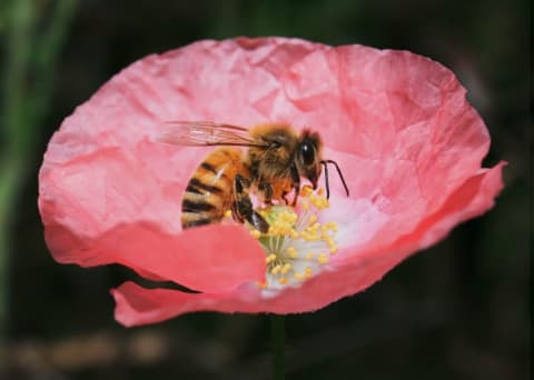 One centenarian buzzed about the powers of bee pollen.