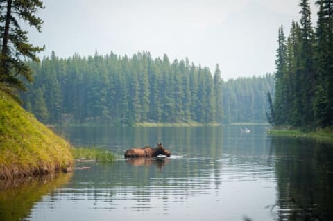 An antlerless moose takes a swim.