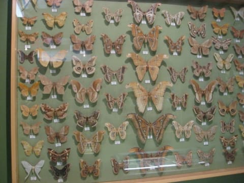 Moths at the Insectropolis