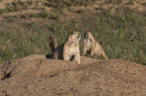 Two black-tailed prairie dogs coming out of a burrow in the ground in the South Unit of Theodore Roosevelt National Park.