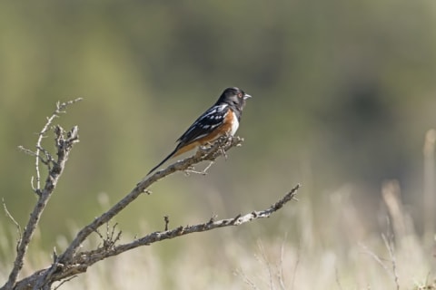 Spotted Towhee in Theodore Roosevelt National Park.