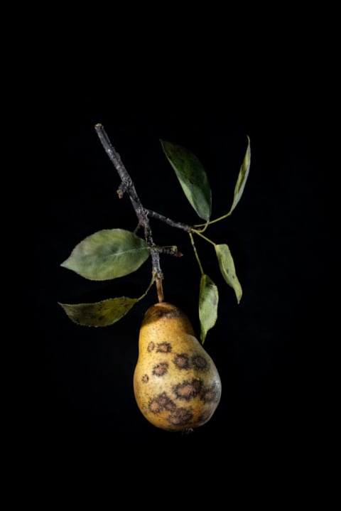 Pear with pear scab, Rudolf Blaschka, 1929