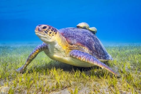 A green sea turtle in a seagrass meadow.