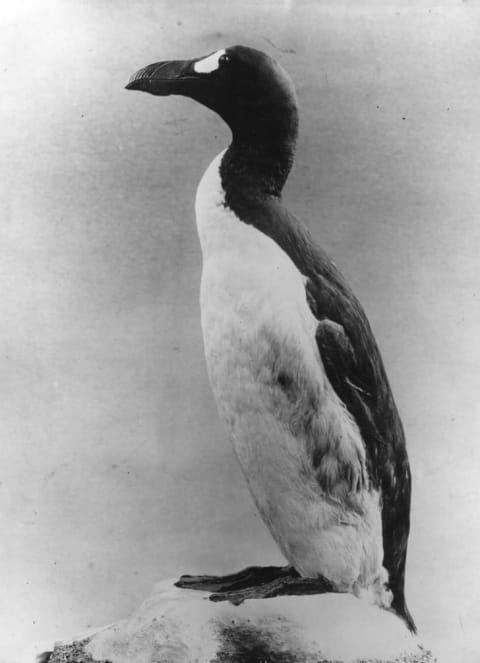 Study of a great auk, circa 1910.