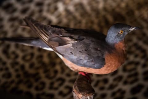 A stuffed passenger pigeon up for auction.