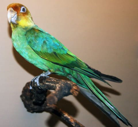 A mounted Carolina parakeet