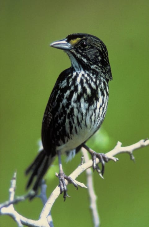 A Dusky Seaside Sparrow outside on a branch