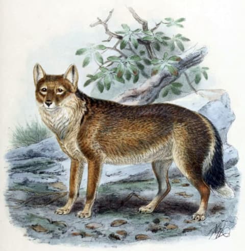 The warrah, or Falkland Island wolf or fox