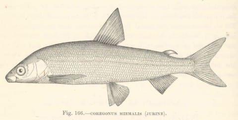 A drawing of a gravenche, an extinct freshwater fish