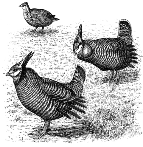 Three Heath Hens