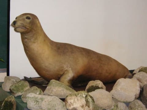 a stuffed Japanese sea lion on display