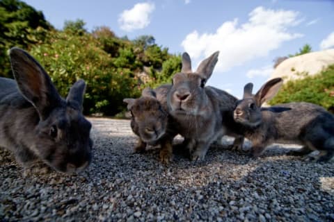 Wild rabbits on Japan's rabbit island, Okunoshima