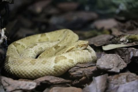 A golden lancehead viper